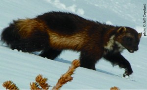 wolverine